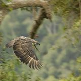 Fotoshow: Philippinenadler - Bild 3