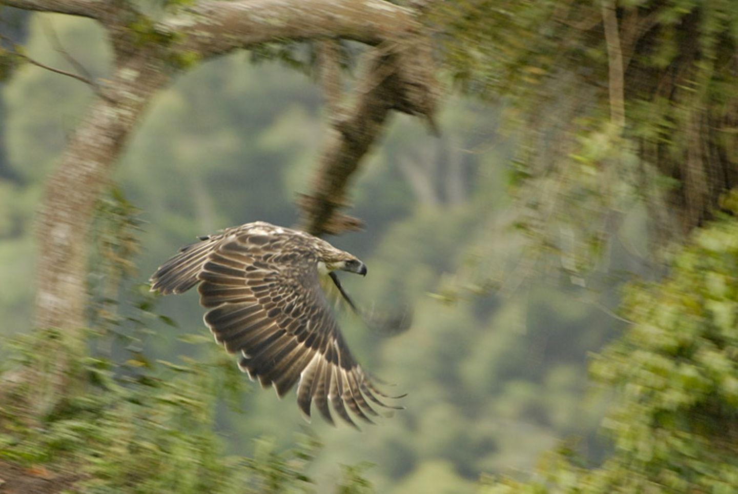 Fotoshow: Philippinenadler - Bild 3