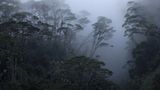 Fotoshow: Philippinenadler - Bild 4