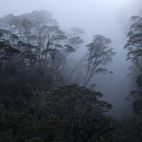 Fotoshow: Philippinenadler - Bild 4