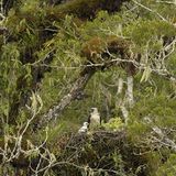 Fotoshow: Philippinenadler - Bild 5