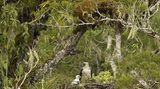 Fotoshow: Philippinenadler - Bild 5