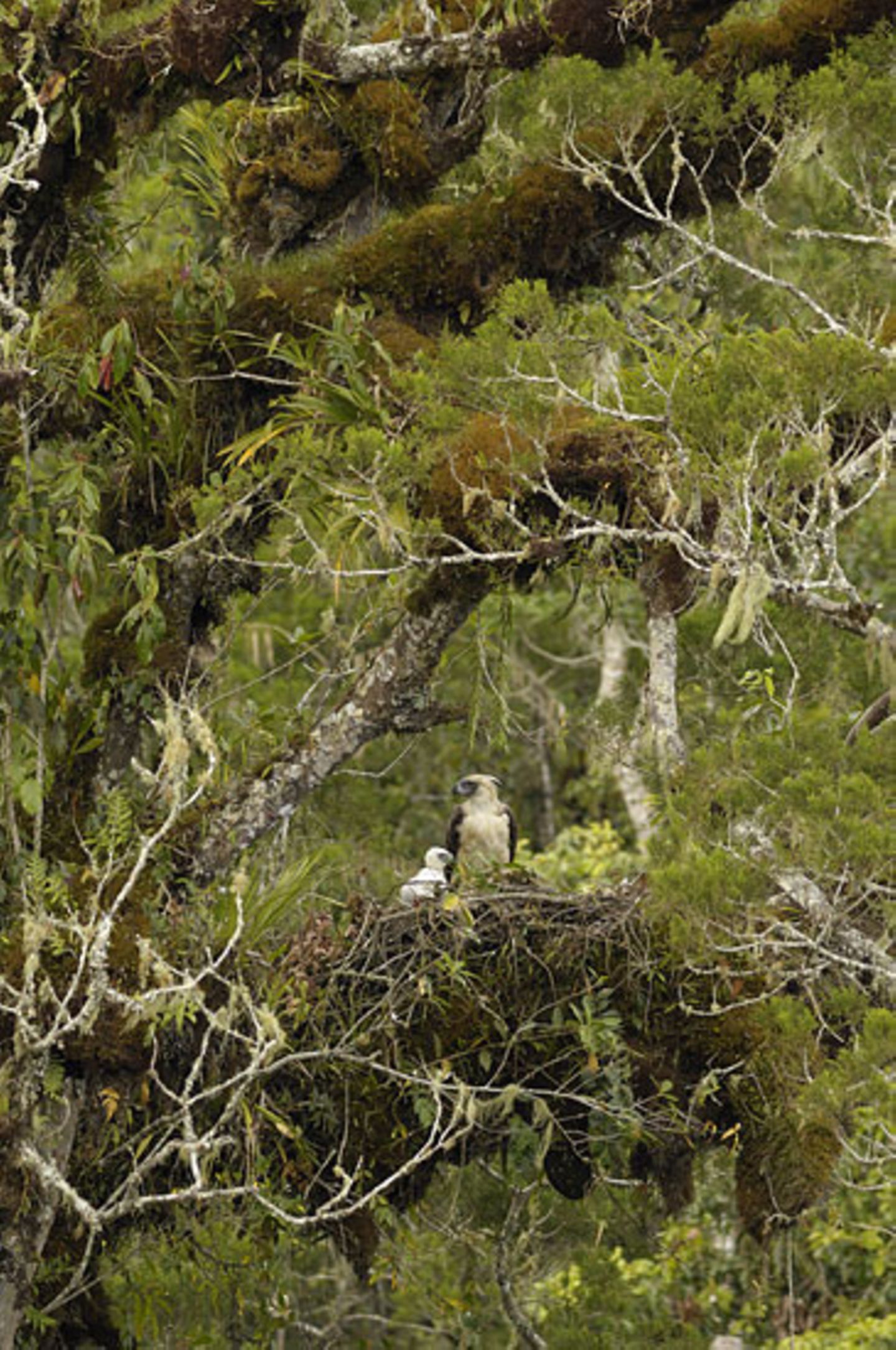 Fotoshow: Philippinenadler - Bild 5