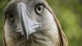 Fotoshow: Philippinenadler - Bild 6