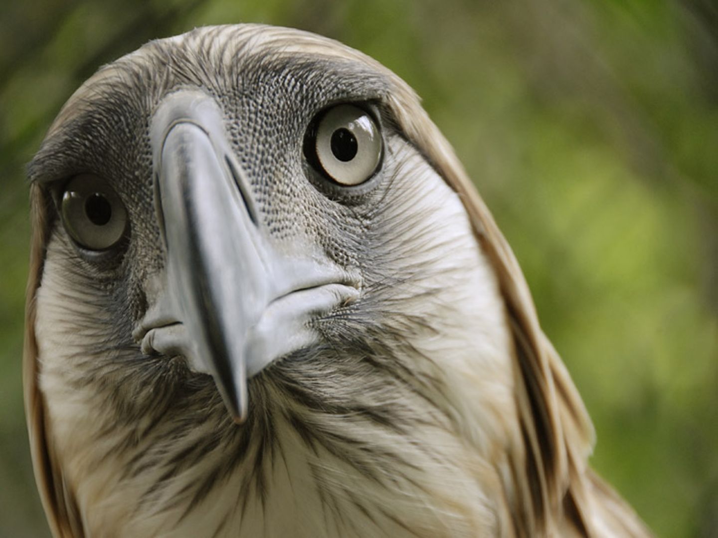 Fotoshow: Philippinenadler - Bild 6