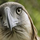 Fotoshow: Philippinenadler - Bild 6