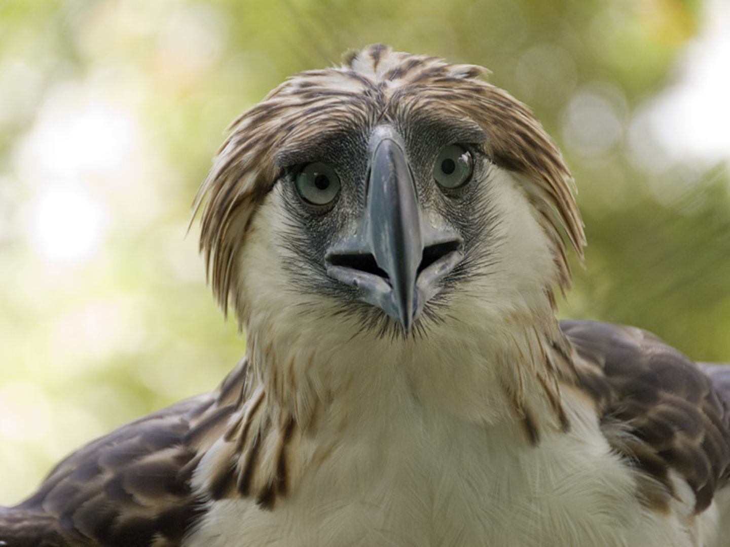 Fotoshow: Philippinenadler - Bild 7