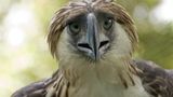 Fotoshow: Philippinenadler - Bild 7