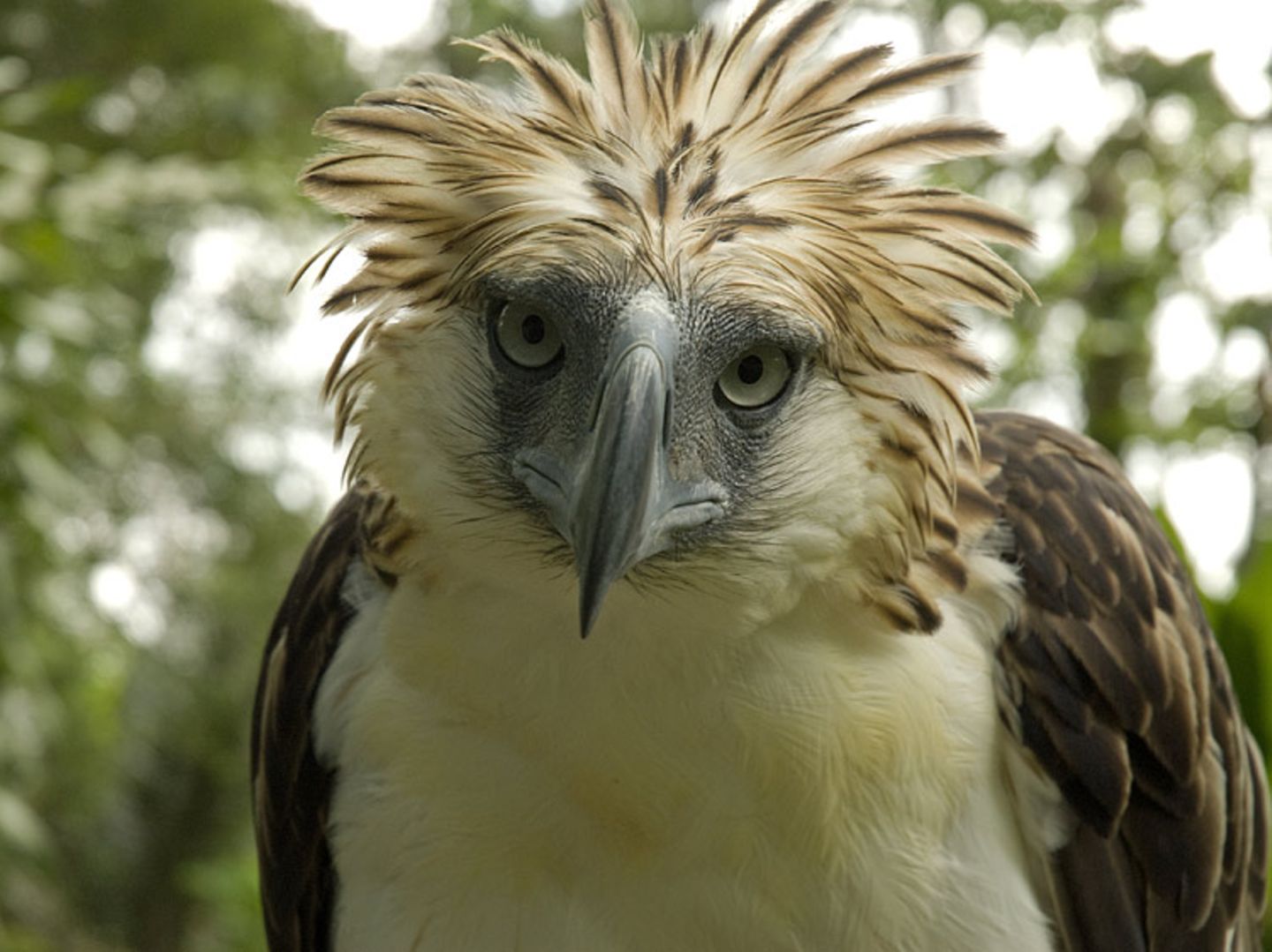 Fotoshow: Philippinenadler - Bild 8