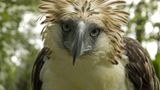 Fotoshow: Philippinenadler - Bild 8