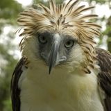 Fotoshow: Philippinenadler - Bild 8