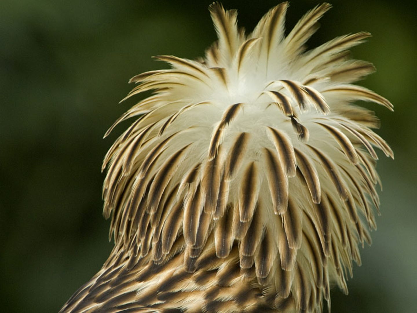 Fotoshow: Philippinenadler - Bild 9