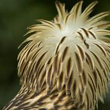 Fotoshow: Philippinenadler - Bild 9