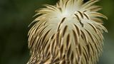 Fotoshow: Philippinenadler - Bild 9