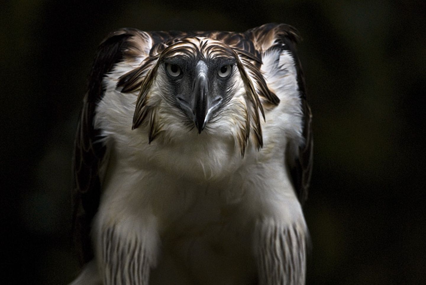 Fotoshow: Philippinenadler - Bild 10