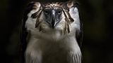 Fotoshow: Philippinenadler - Bild 10