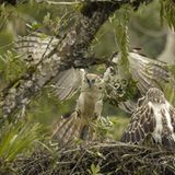 Fotoshow: Philippinenadler - Bild 11