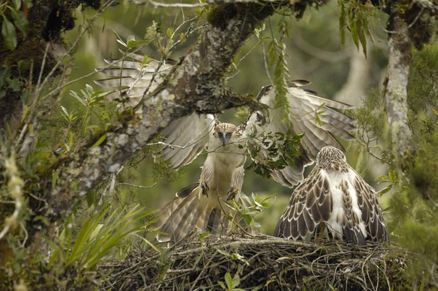 Fotoshow: Philippinenadler - Bild 11