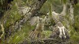Fotoshow: Philippinenadler - Bild 11