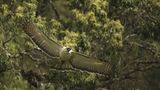 Fotoshow: Philippinenadler - Bild 12
