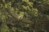 Fotoshow Philippinenadler Geo