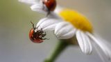 Leserfoto des Tages - Juli 2009
