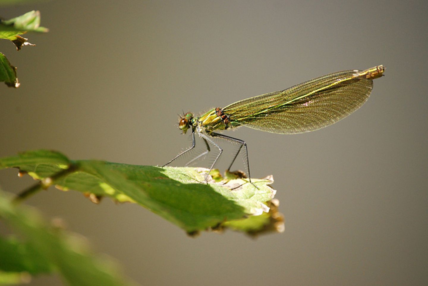 Leserfoto des Tages - Juli 2009 - Bild 11