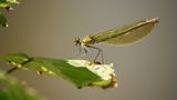 Leserfoto des Tages - Juli 2009 - Bild 11