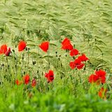 Leserfoto des Tages - Juli 2009 - Bild 19