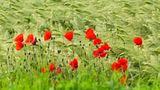 Leserfoto des Tages - Juli 2009 - Bild 19