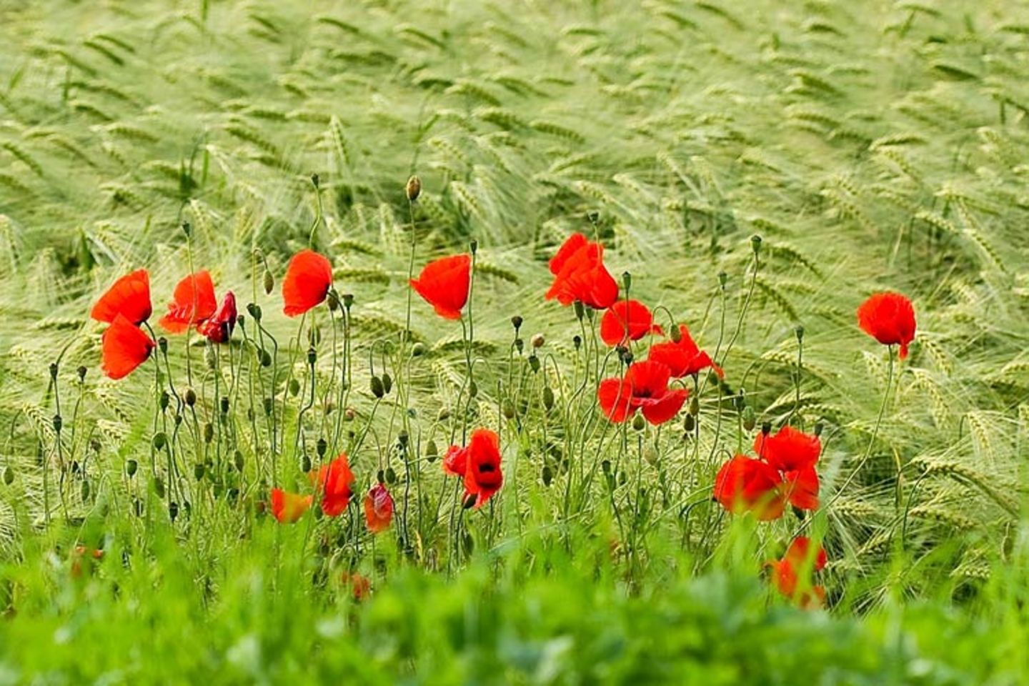 Leserfoto des Tages - Juli 2009 - Bild 19