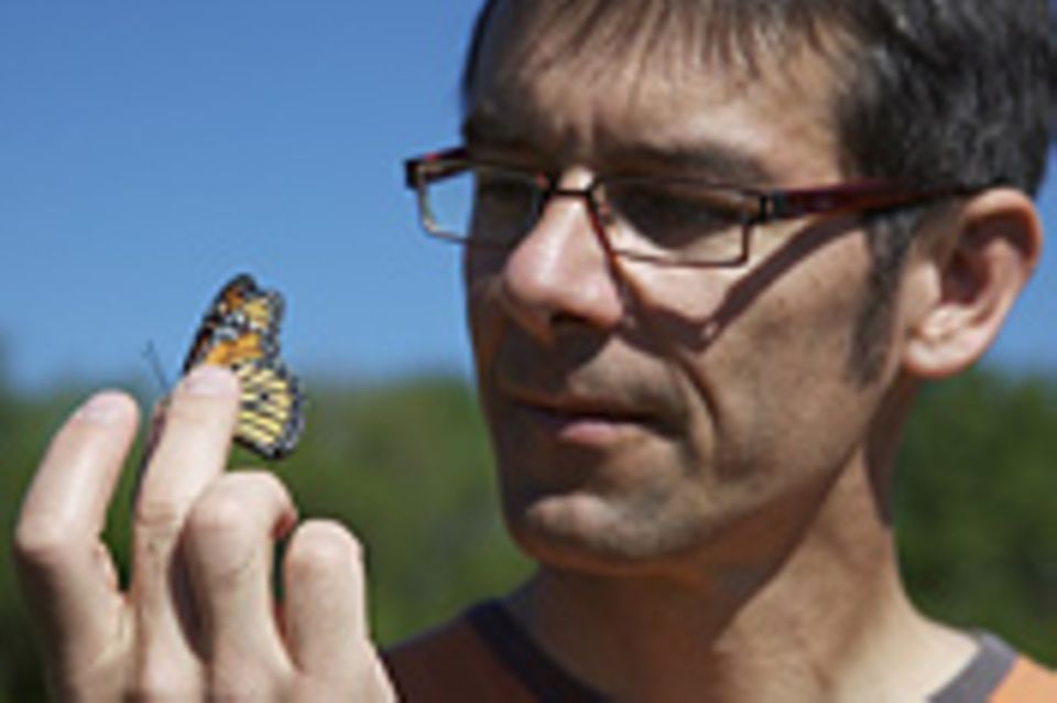 Monarchfalter: Wanderer mit Hightech-Nutzlast