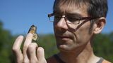 Monarchfalter: Wanderer mit Hightech-Nutzlast