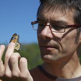 Monarchfalter: Wanderer mit Hightech-Nutzlast