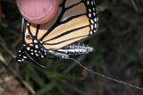Monarchfalter: Wanderer mit Hightech-Nutzlast - Bild 2