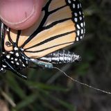 Monarchfalter: Wanderer mit Hightech-Nutzlast - Bild 2