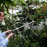 Monarchfalter: Wanderer mit Hightech-Nutzlast - Bild 4