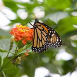 Monarchfalter: Wanderer mit Hightech-Nutzlast - Bild 5