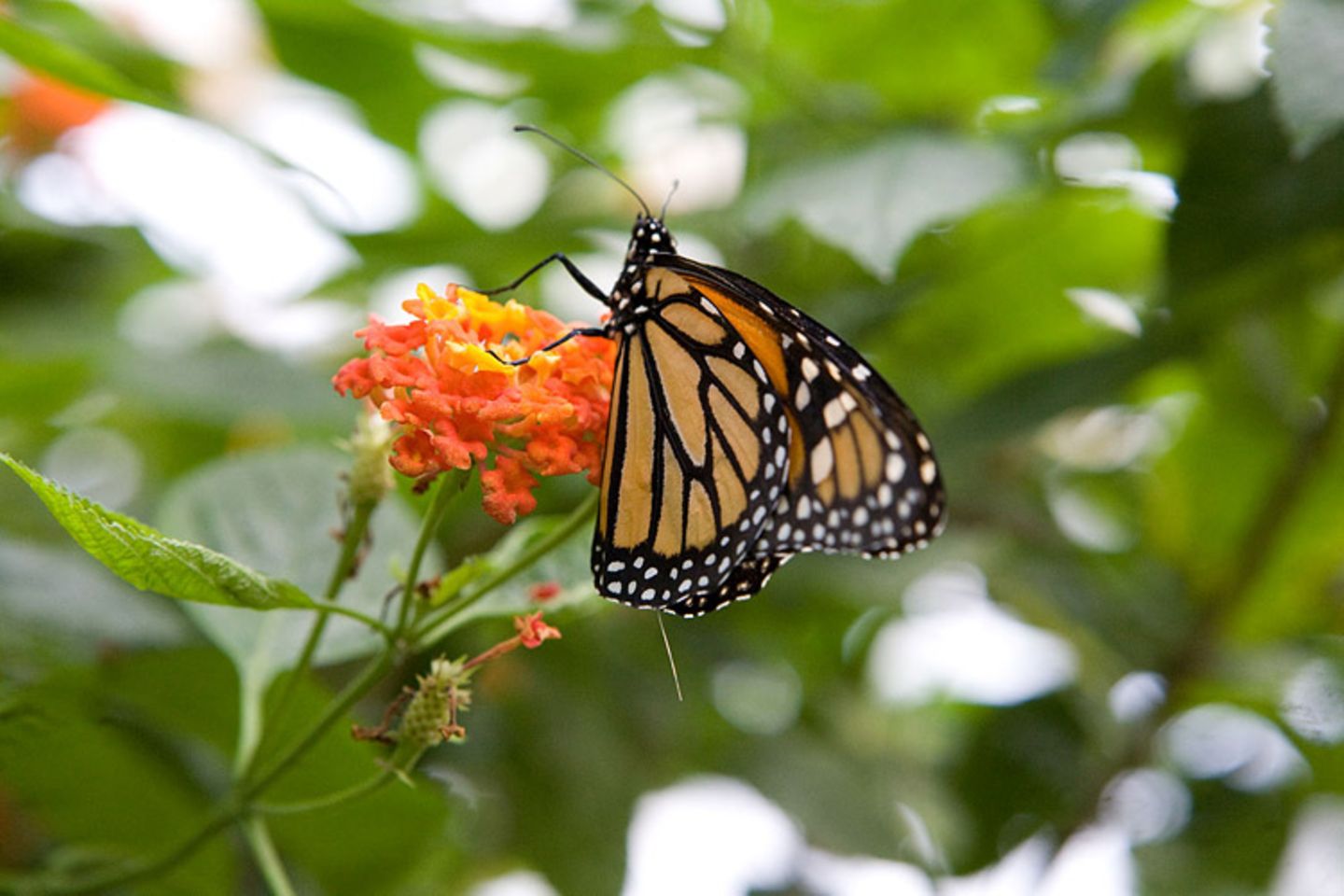 Monarchfalter: Wanderer mit Hightech-Nutzlast - Bild 5