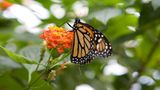 Monarchfalter: Wanderer mit Hightech-Nutzlast - Bild 5