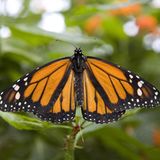 Monarchfalter: Wanderer mit Hightech-Nutzlast - Bild 6