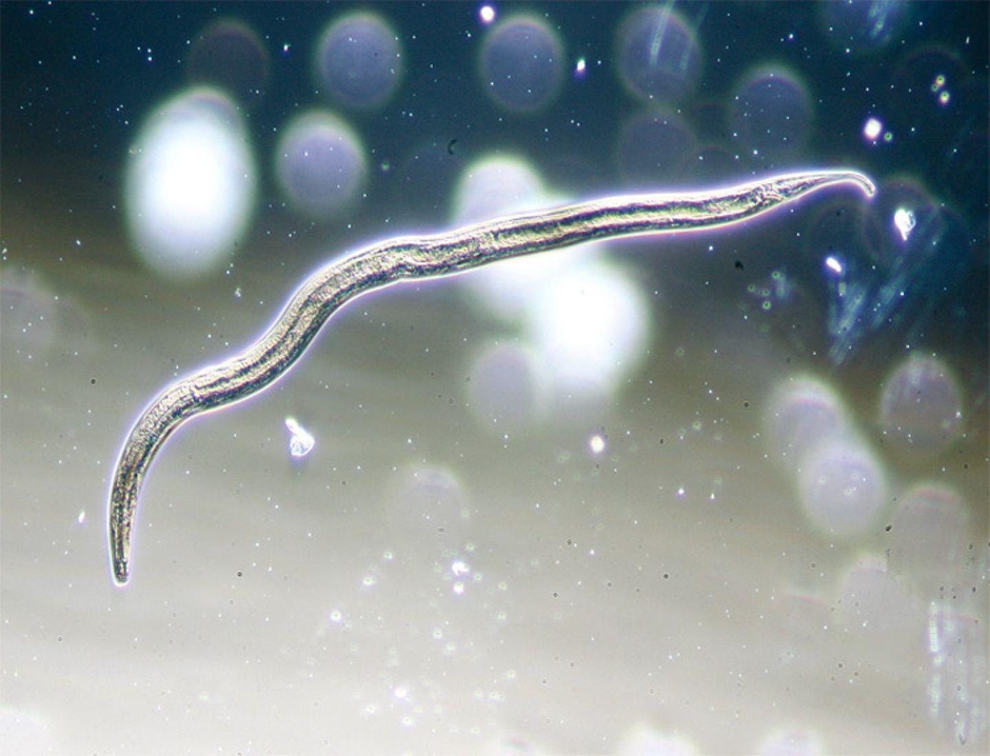 Hygiene: Der Zoo in der Wasserleitung - Bild 2