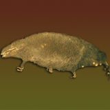 Hygiene: Der Zoo in der Wasserleitung - Bild 3