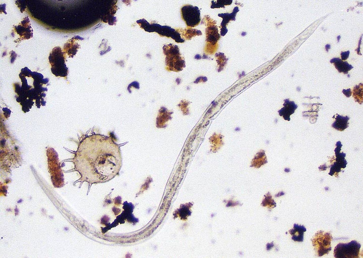Hygiene: Der Zoo in der Wasserleitung - Bild 5