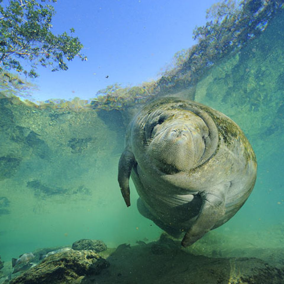 Fotoshow: Florida-Seekühe