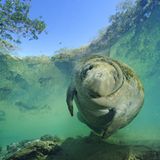 Fotoshow: Florida-Seekühe