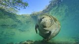 Fotoshow: Florida-Seekühe