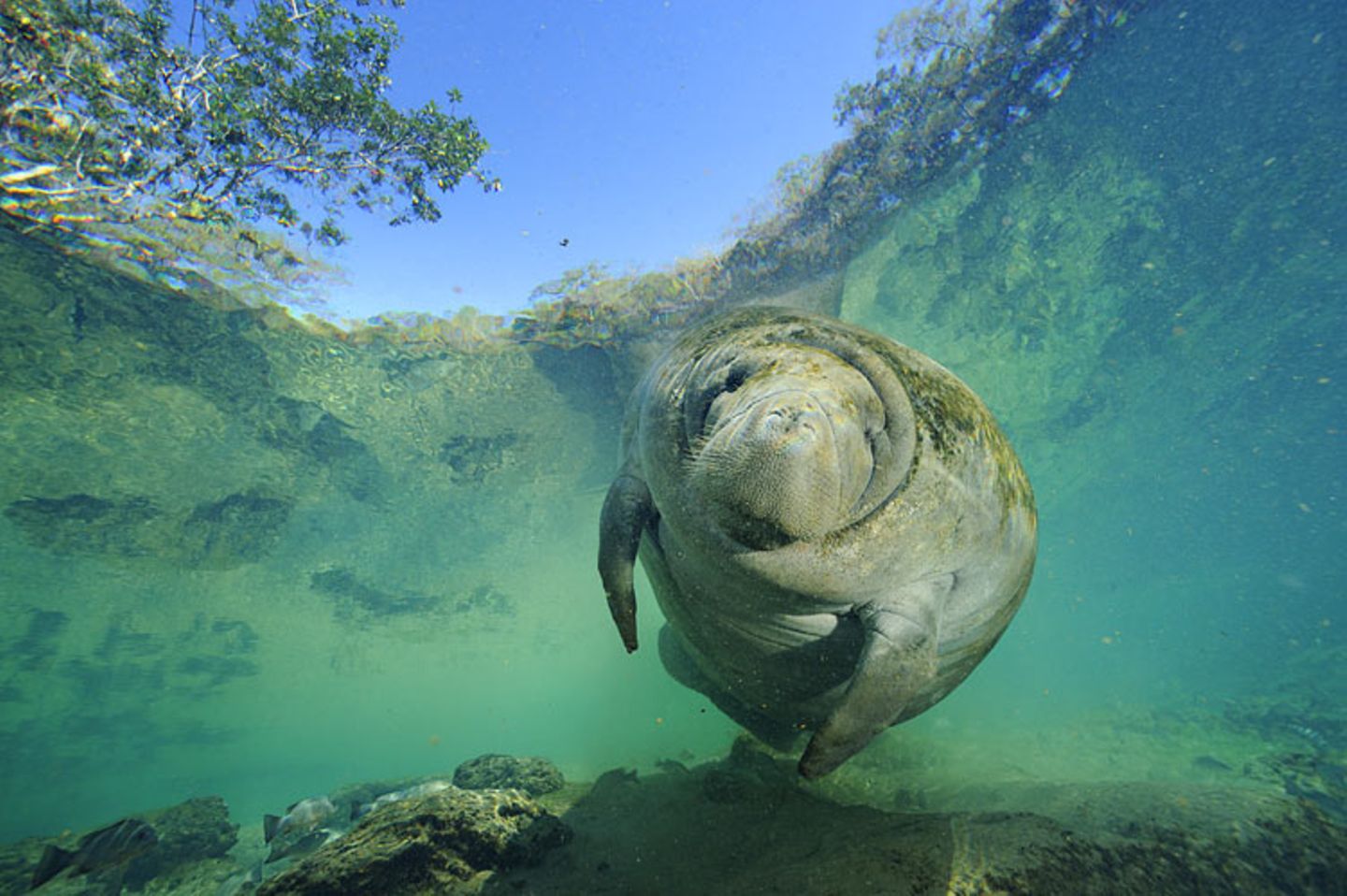 Fotoshow: Florida-Seekühe