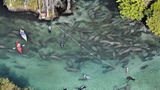 Fotoshow: Florida-Seekühe - Bild 2
