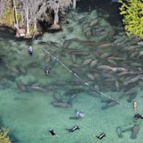 Fotoshow: Florida-Seekühe - Bild 2